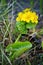 Nachtkerze. Evening Primrose. yellow flower water bathers.