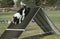 NADAC Dog Agility: border collie on Aframe