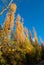 Nadir view of yellow trees in autumn from below in portrait with clear blue sky
