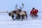 Nadym, Russia - Yamal, open area, tundra,The extreme north, Races on reindeer sled in the Reindeer Herder\'s