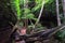 Naga cave, Amazing of Naga scales rock stone mountain in Phu Langka National Park, Bueng Kan of Thailand.