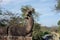 Naga head at the end of First pillared causeway of Preah Vihear Temple, Cambodia