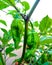 Naga king chillies