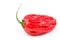 Naga morich