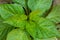 Naga Morich or Bombay chili plant green leaf top shoot