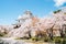 Nagahama castle with cherry blossoms in Shiga, Japan