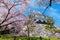 Nagahama Castle in Shiga Prefecture, Japan during full bloom cherry blossom season