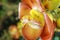 Nagalinga flower,cannonball tree