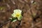 Nagarahole National Park the gateway to Jungle - Karnataka -India.Cotton flower in a safari journey.Summertime in India