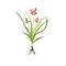 Nagarmotha - Cyperus rotundus ayurvedic herb, flower. digital art illustration with text isolated on white. Healthy organic spa
