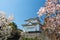 Nagoya Castle with pink Sakura in spring