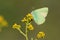 A Nahcevan Hairstreak on a yellow flower