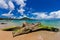 Nai Yang Beach blue cloundy sky with old tree on the beach Phuket,Thailand,