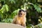 Nail monkey cub sitting in post light