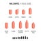 Nail shapes. Visual guide.