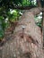 nails embedded in tree trunks