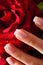 Nails and rose