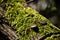 Nails on wood with moss