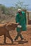NAIROBI,KENYA - March 20 2023: An thirsty baby orphaned elephant drinks milk from a bottle held by its keeper at the Sheldrick