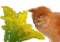 Naive painting, orange cat sniffing spring flowers