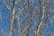 Naked beech tree branches on a blue sky background
