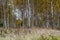 naked birch aspen trees in autumn forest woth some orange leaves left