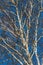 Naked birch on blue sky background