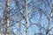 Naked birch branches against the blue sky