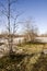 Naked birch trees and blue sky in the early spring. Snow in some places