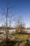 Naked birch trees and blue sky in the early spring. Snow in some places