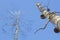 Naked Birch Trees looking up