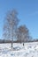 The naked birches standing on a snow glade