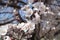 Naked branch of apricot with white flowers in April