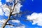 Naked branches of a tree against blue sky with cloud close up