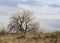 Naked branches of a tree, wintertime