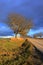 Naked broadleaf tree in front of tree lane next to asphalt road, winter late afternoon day with stormy clouds emerging