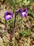 Naked Broomrape - Orobanche uniflora