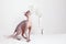 Naked Cat breed canadian Sphinx plays on a white blurred background with a vase of flowers. Morning playful mood