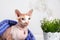 Naked cat canadian Sphinx sitting covered with a blanket on a blurred background of a white wall and a vase of flowers