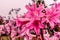 Naked-ladies Amaryllis belladonna lilies