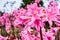 Naked-ladies Amaryllis belladonna lilies