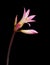 Naked Lady Flower (Jersey Lily) Isolated on Black