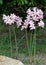 Naked Lady - Magic Lilies - Lycoris Squamigera - flowers in the garden