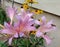 Naked Lady - Surprise Lilies - Lycoris Squamigera - flowers with bee