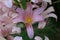 Naked Lady â€“ Surprise Lilies - Lycoris Squamigera - flowers landscape