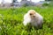 Naked neck chicken on the farm. Little yellow chicken on green grass in a field. Close up naked neck chicken.