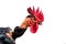 Naked neck rooster isolated closeup sock photo