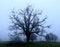 Naked oak tree reaches out into the grey winter sky