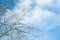 Naked poplar branches against blue sky on sunny day