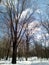 Naked tall willows with twisting branches at the entrance to a rural park